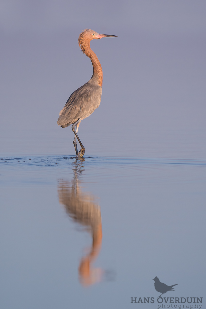 Reddish Egret
