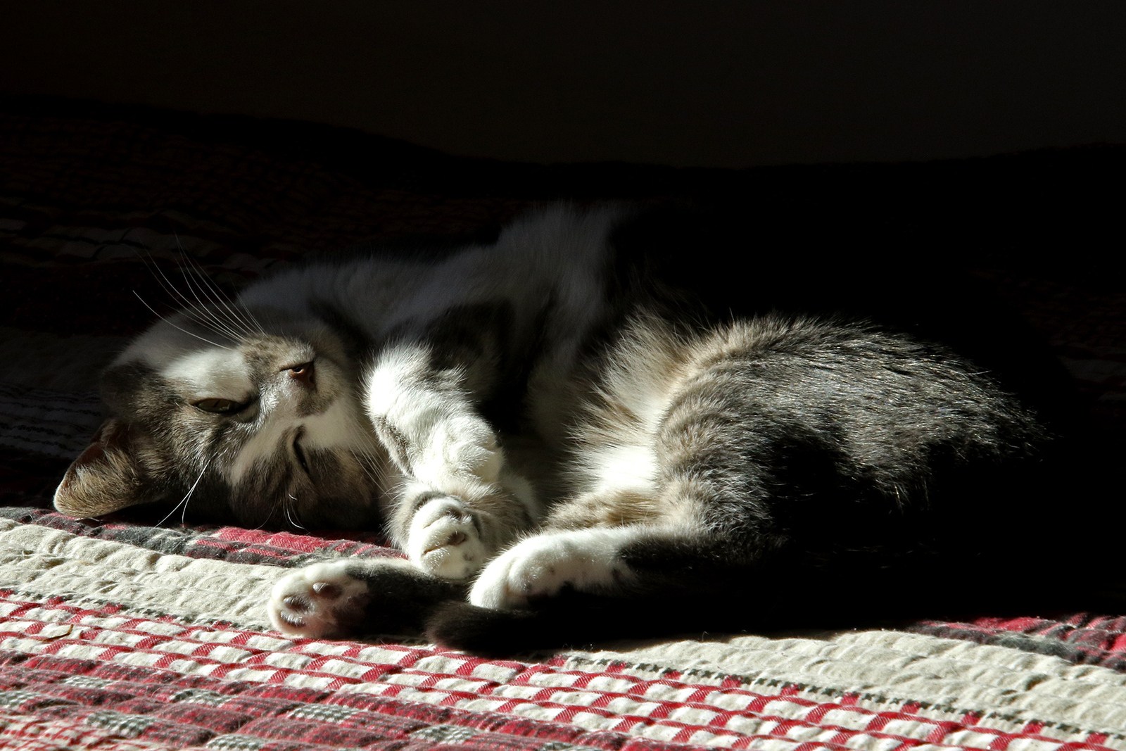 Misty-a spot-o-sun