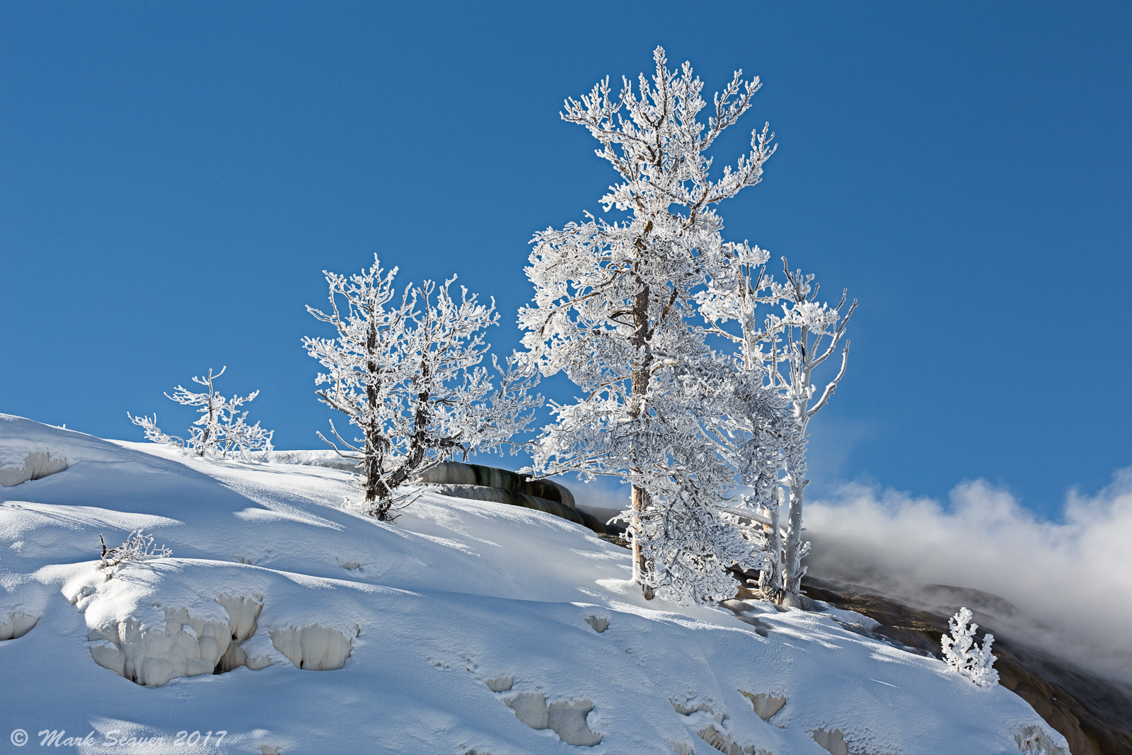 Frosted Snags
