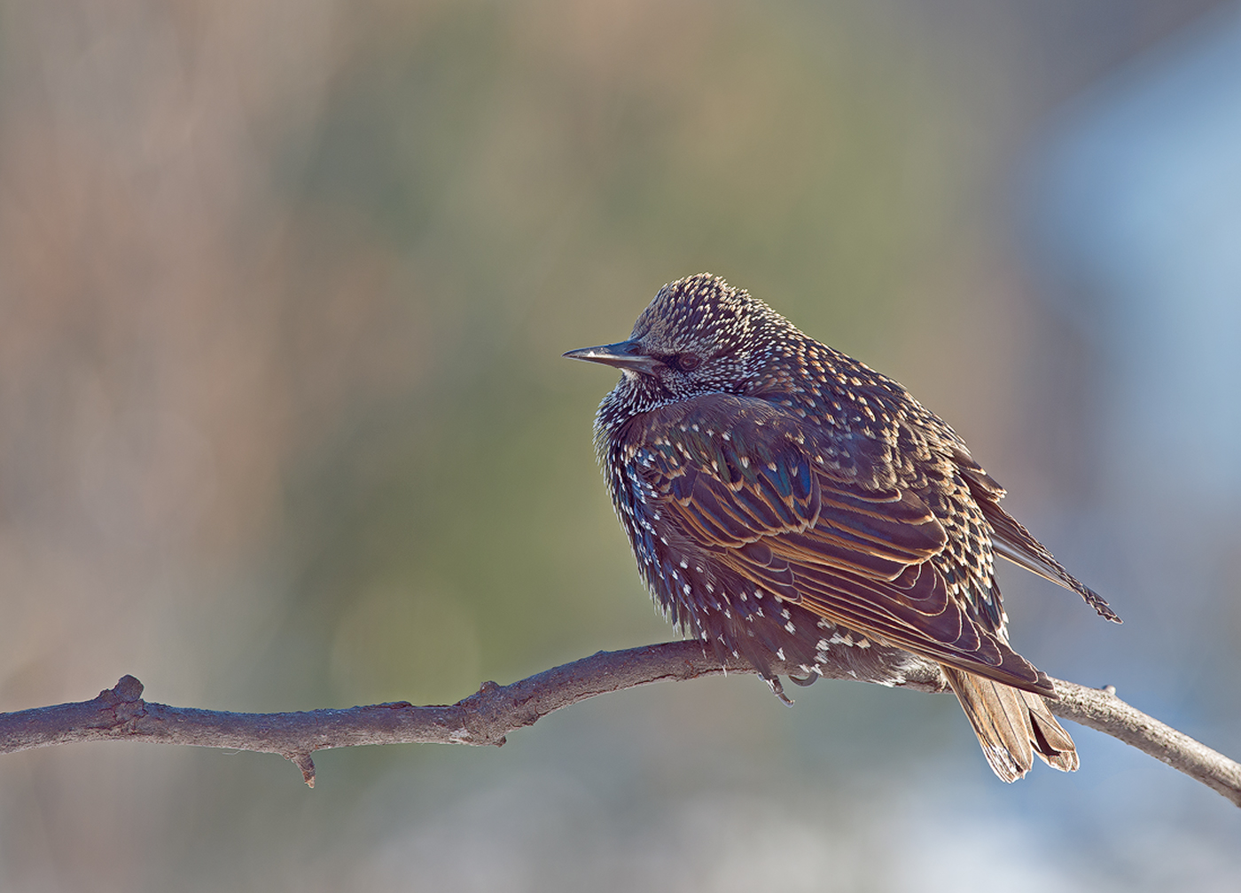 Winter Starling + Repost