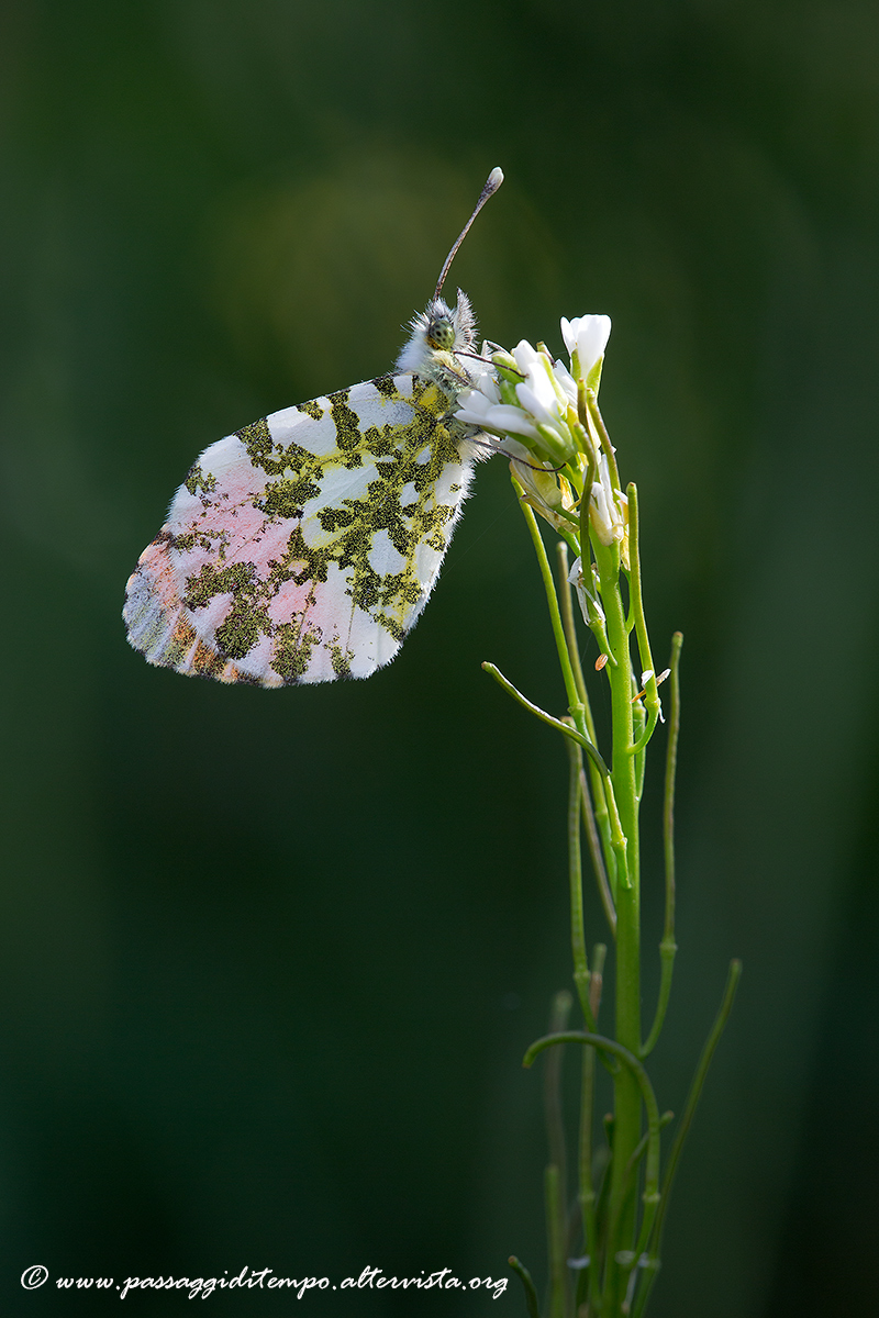 Orange tip