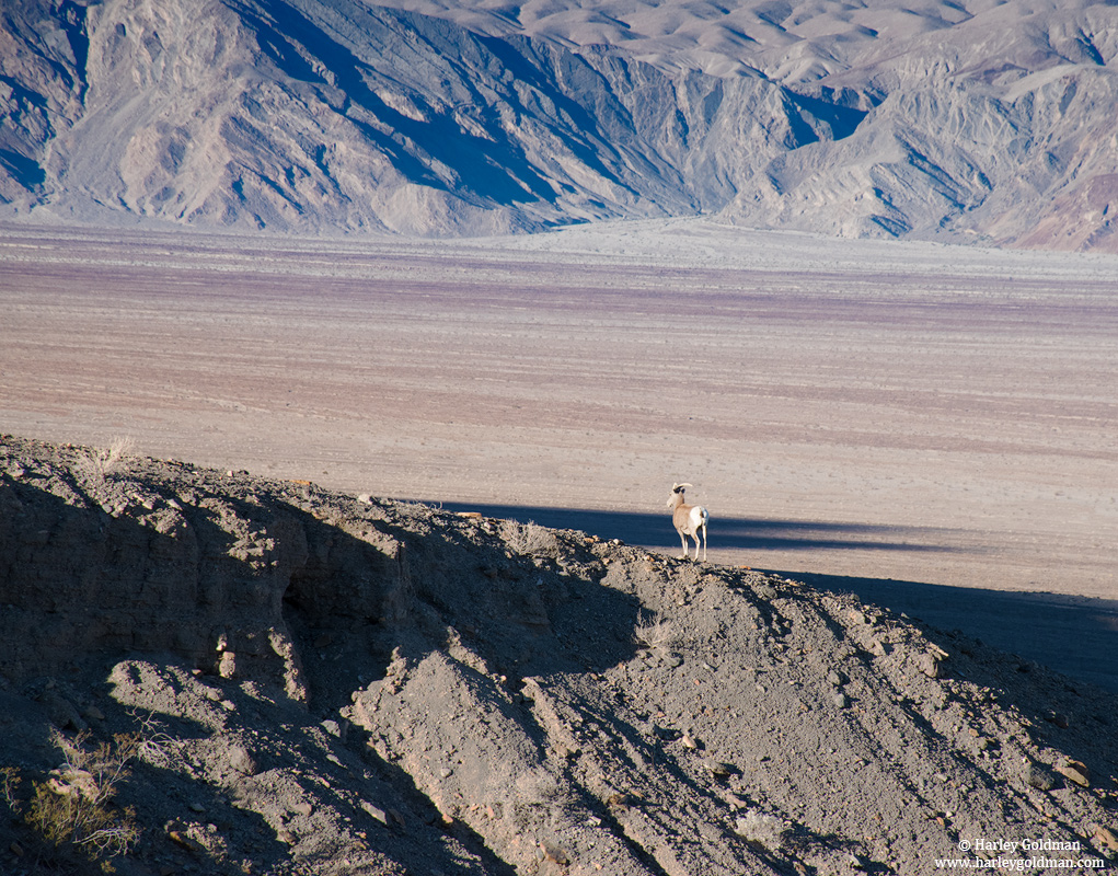 Bighorn