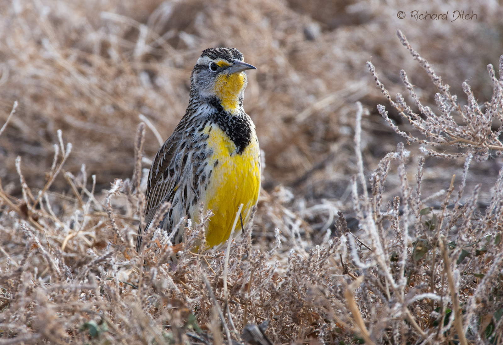 Western Meadowlark