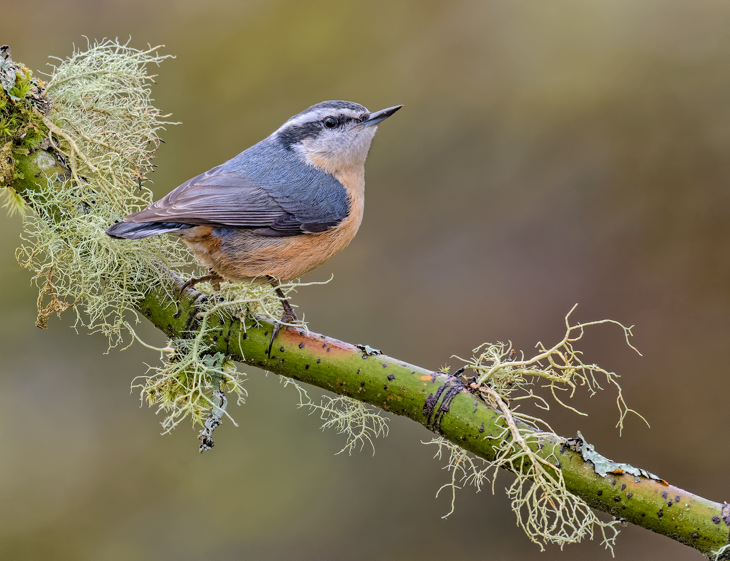 Red Breasted Nuthatch