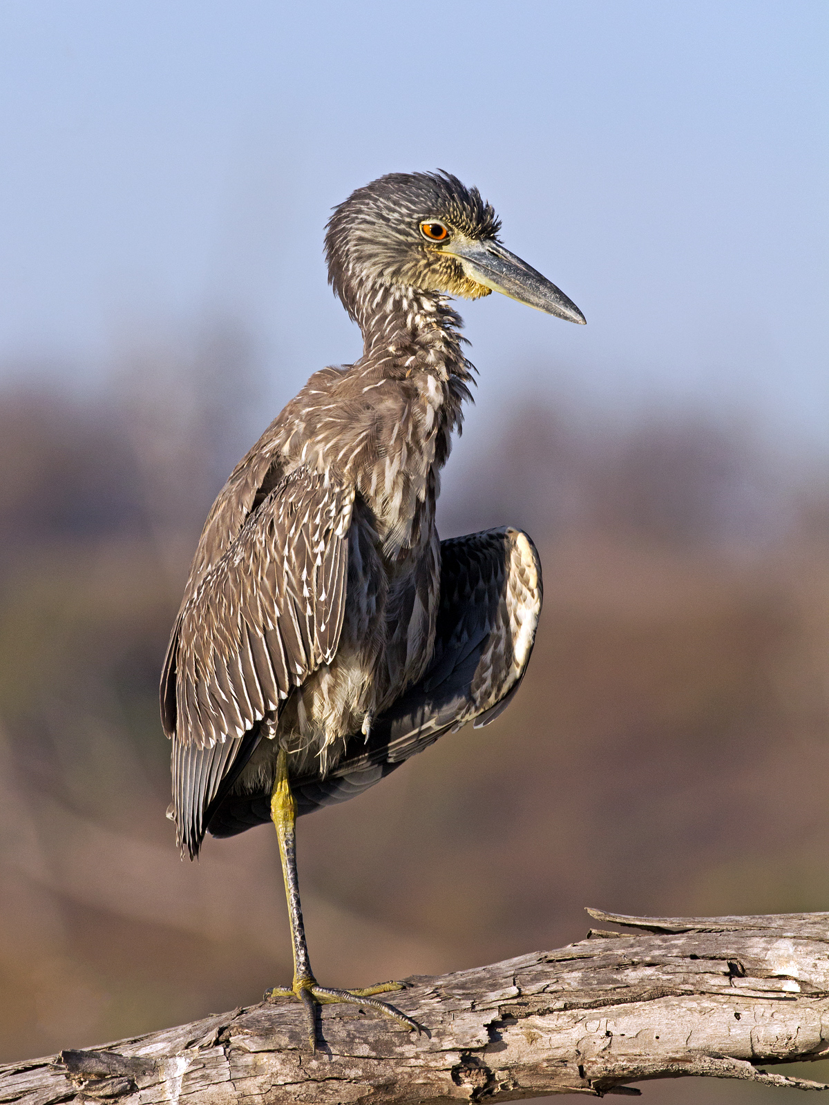 Juvie Night Heron