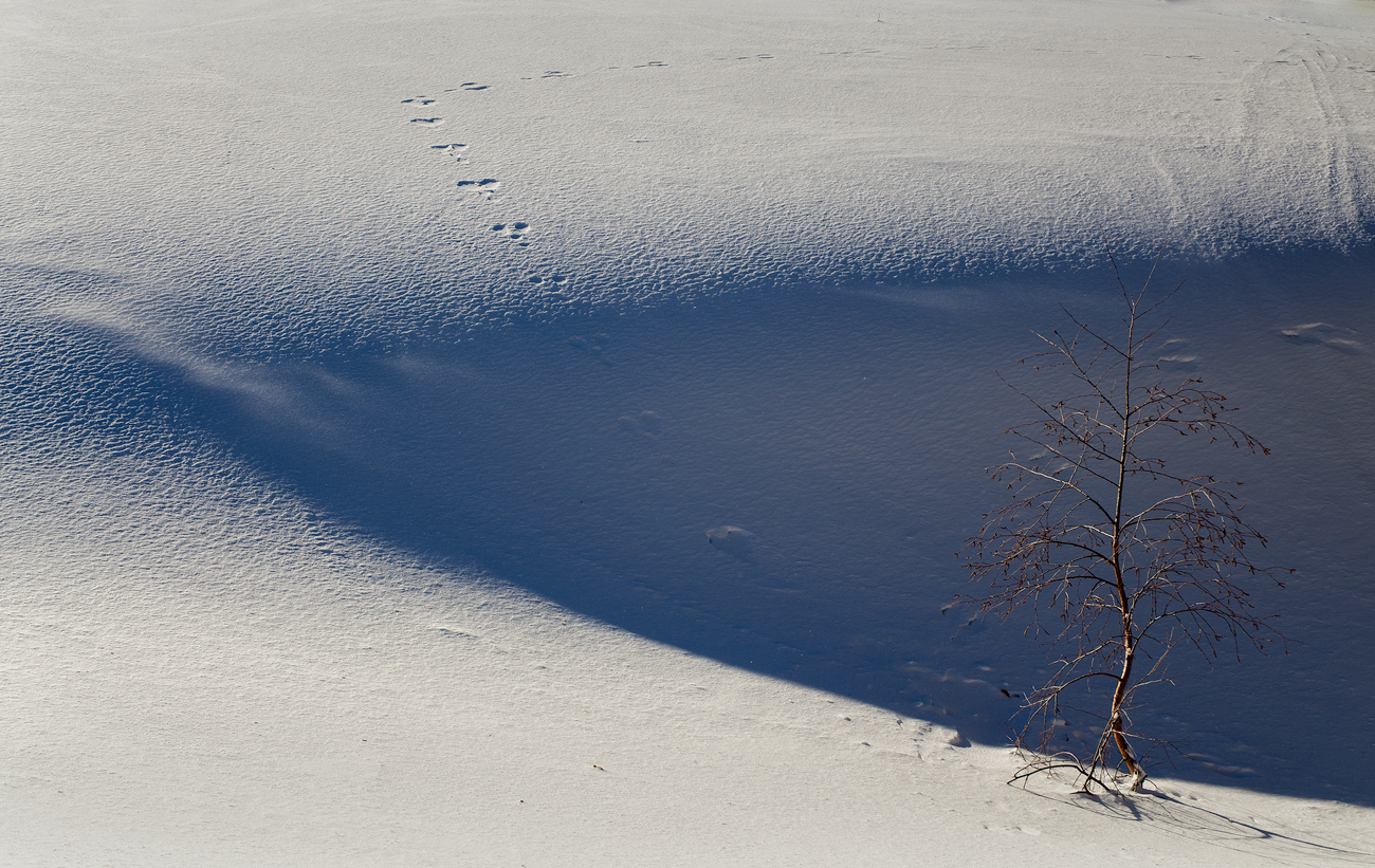 Silent Steps