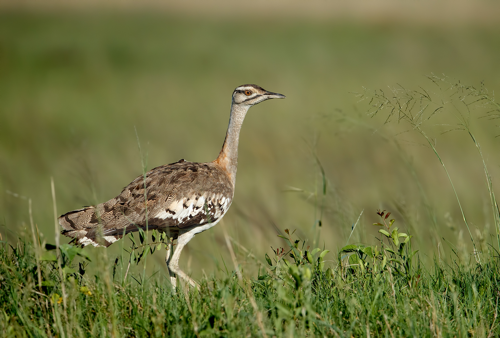 Denham's Bustard
