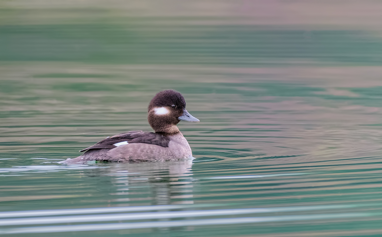 Bufflehead Hen + extra