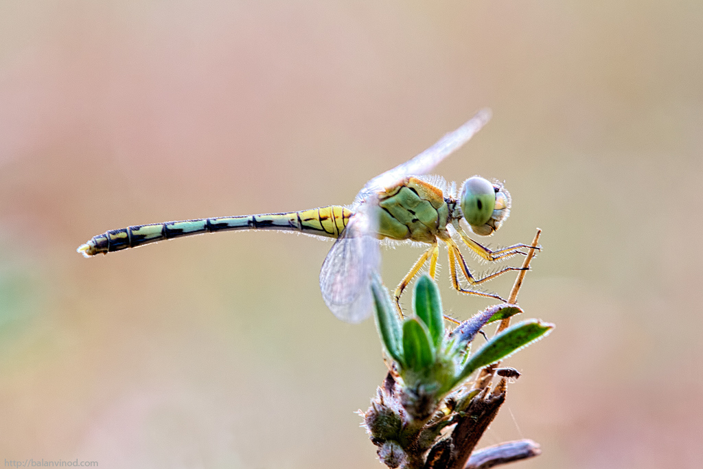 Ground Skimmer
