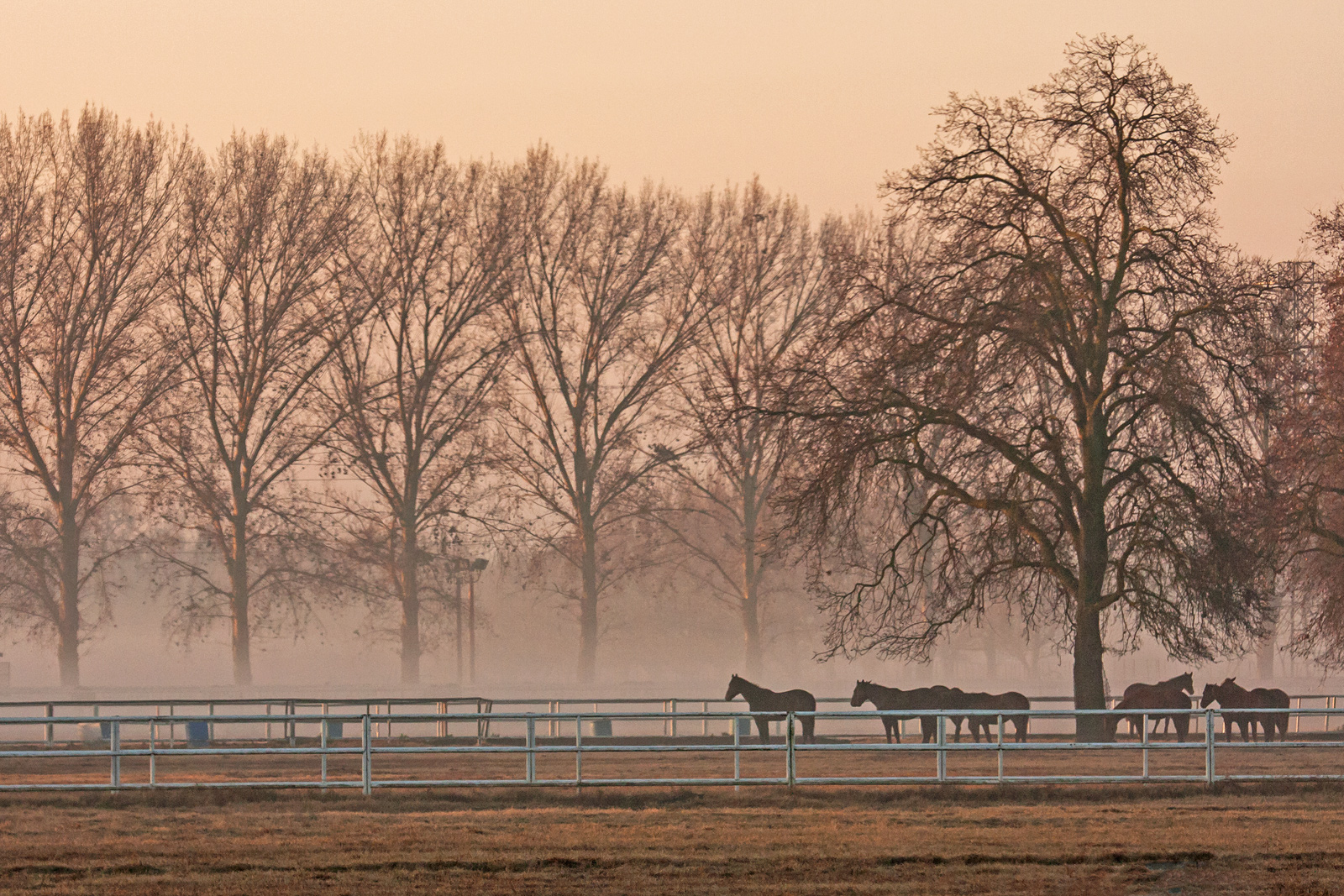 San Joaquin Valley Fog
