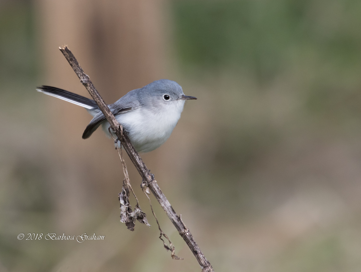 Blue-gray Gnatcatcher