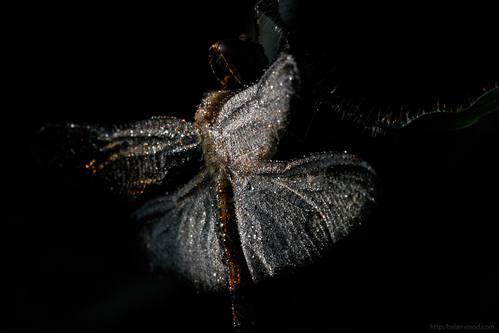 Light and Shade
