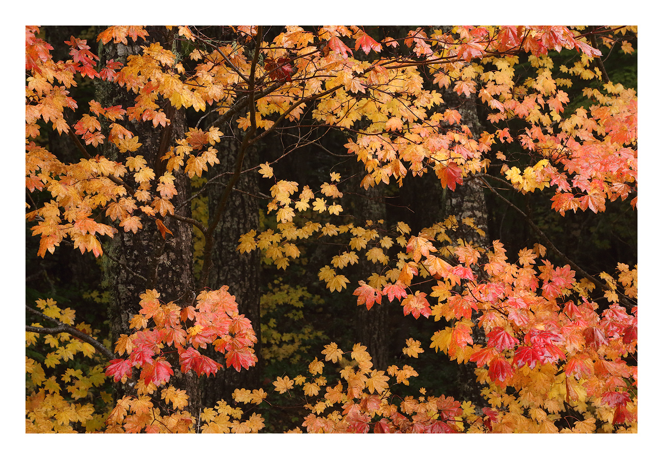 Vine Maple