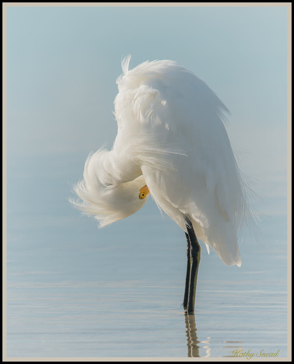 Snowy Egret Preening