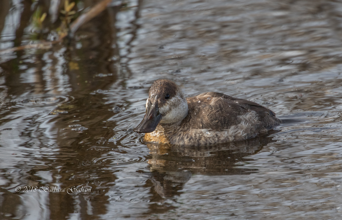 Female Ruddy Duck