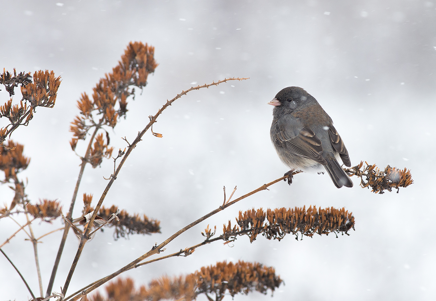 Winter, Snow & a Junco