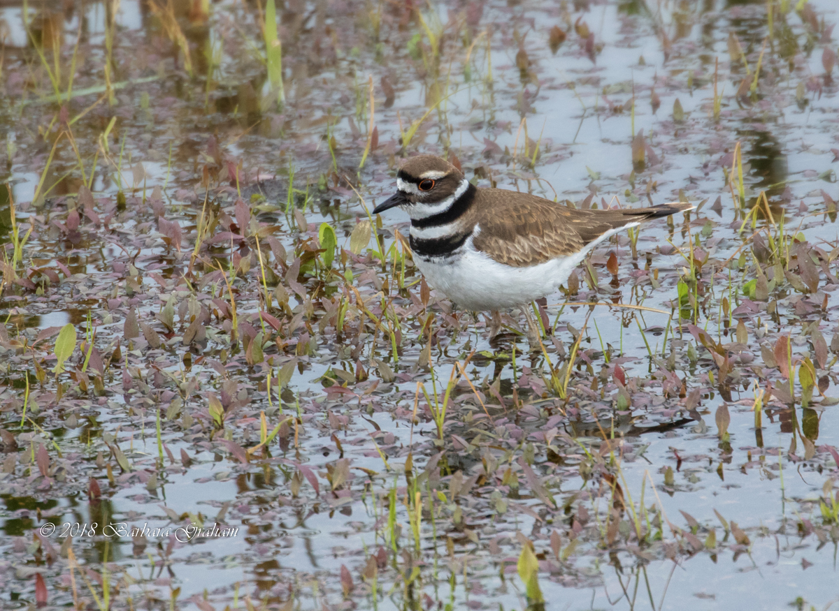 Killdeer
