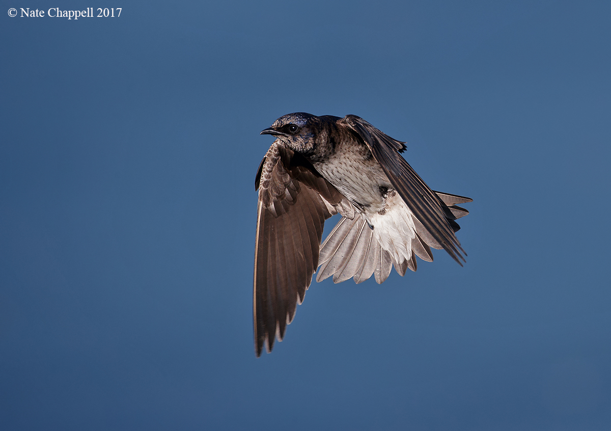 Purple Martin 
