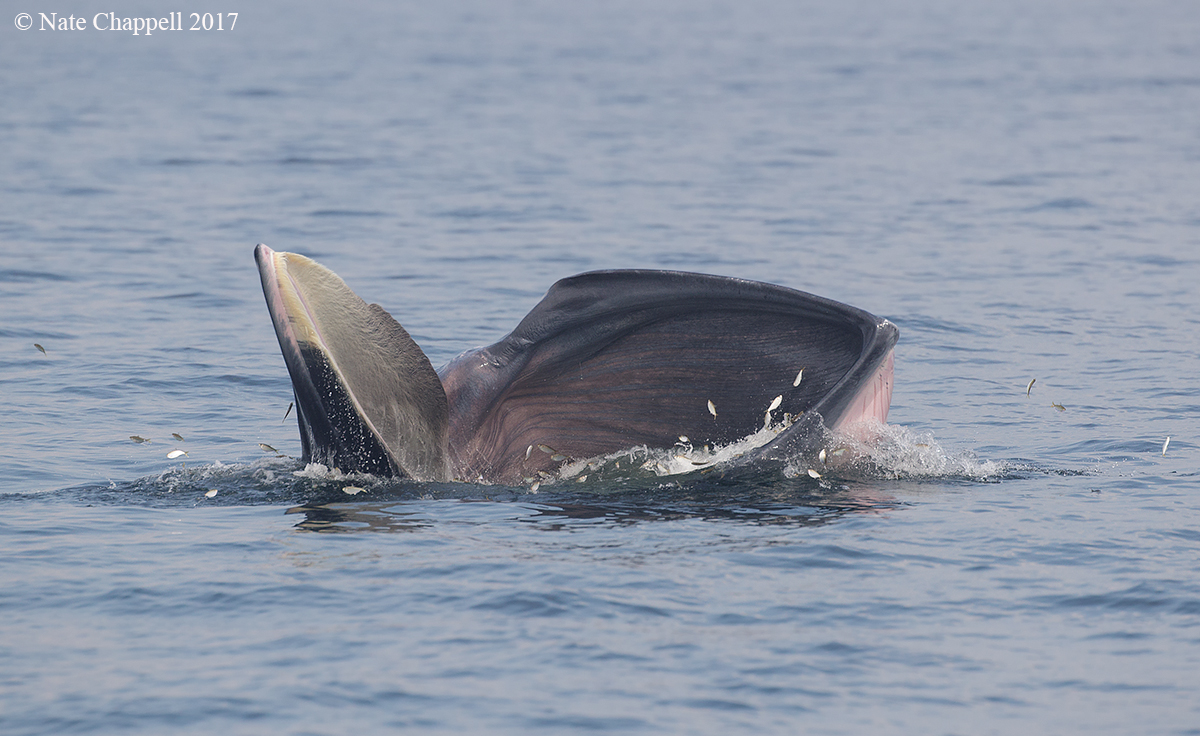 Bryde's Whale 