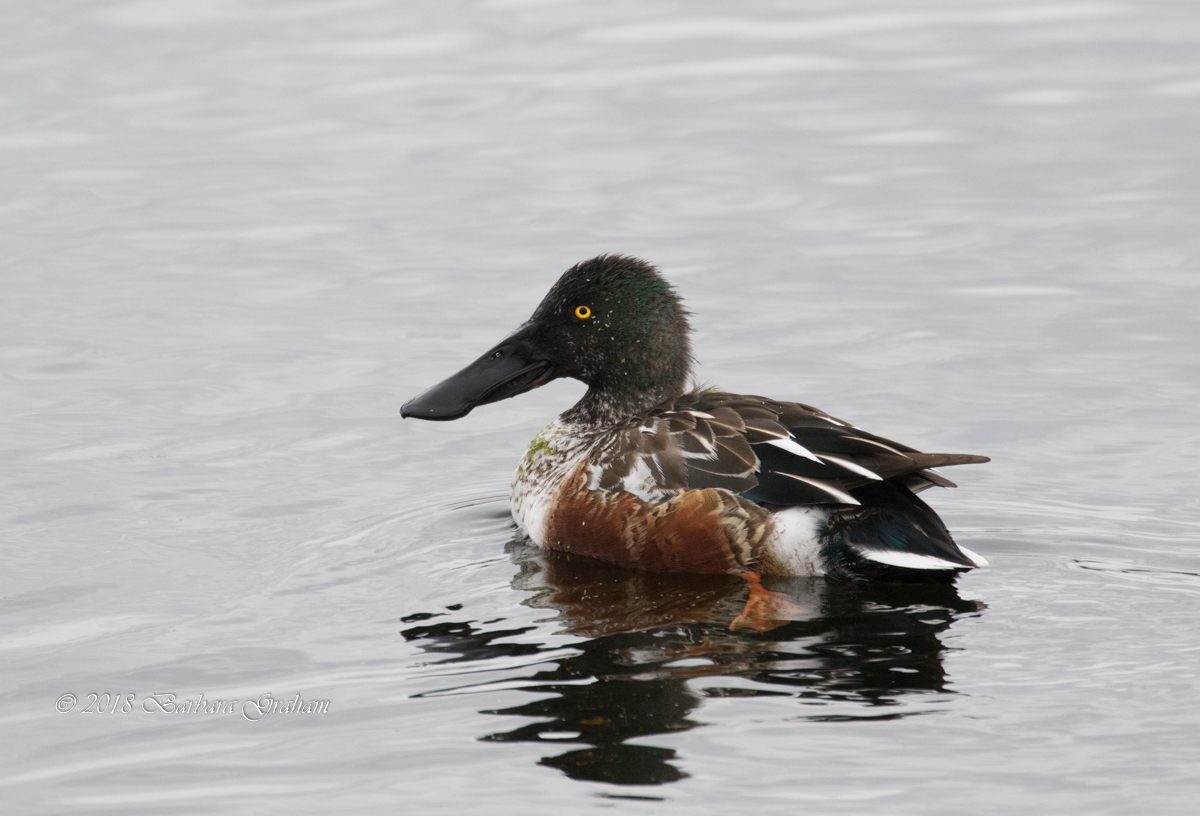 Northern Shoveler/redo