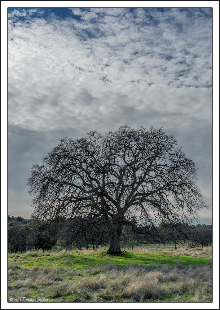 California Winter Oak +