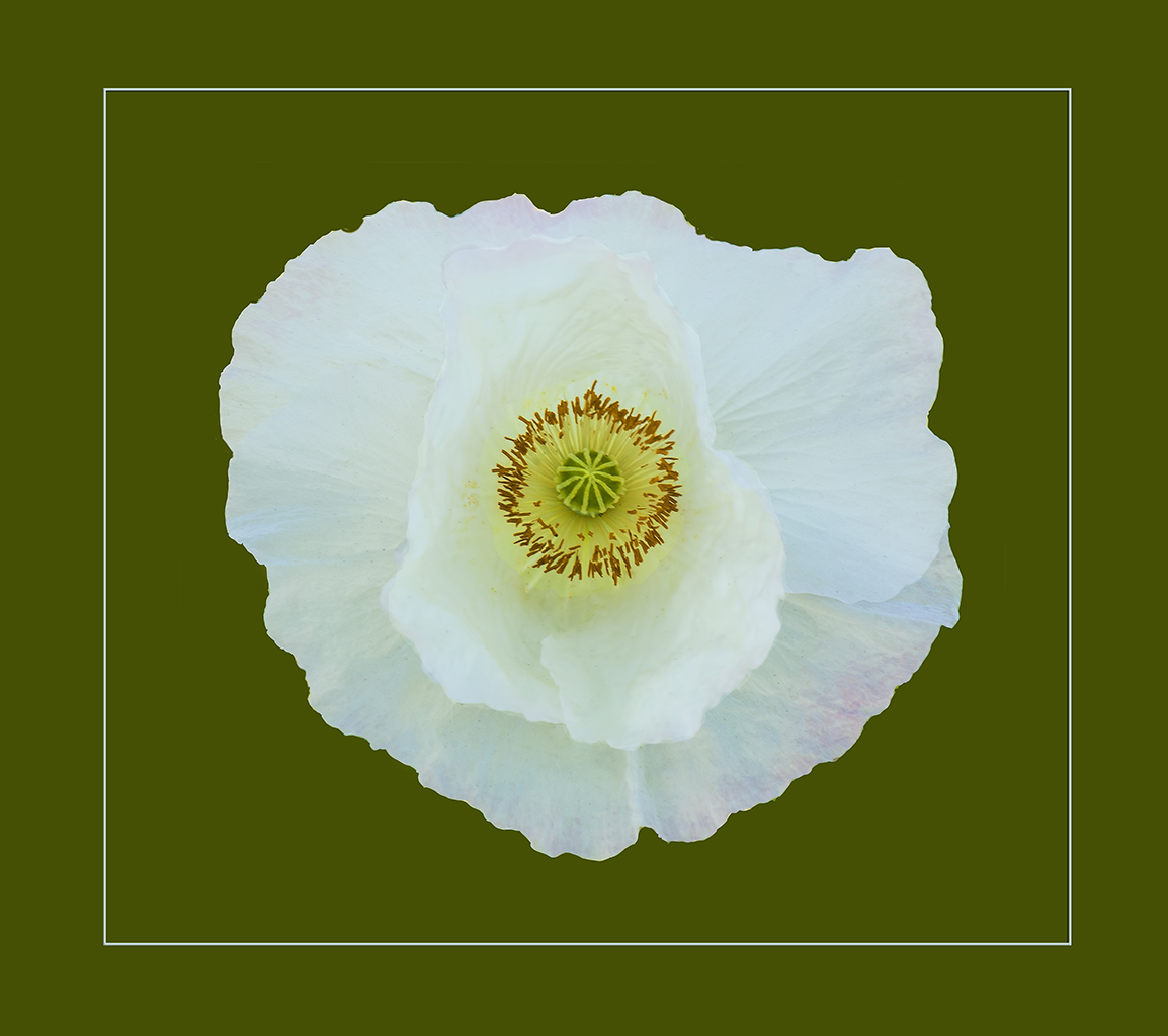 White Poppy