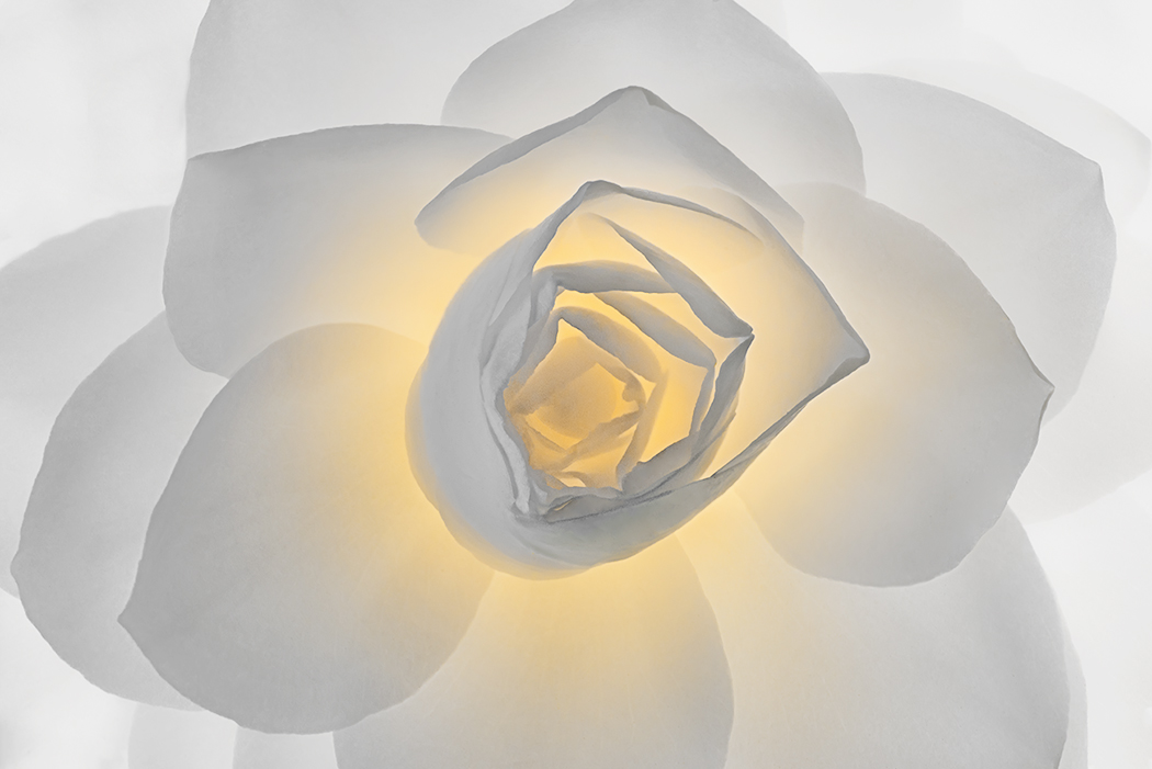 The Camellia of the Lady
