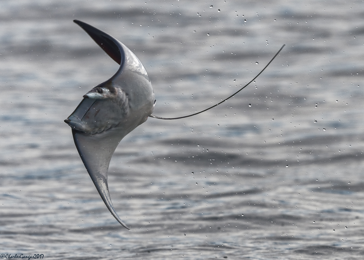 Mobula_Devil Ray