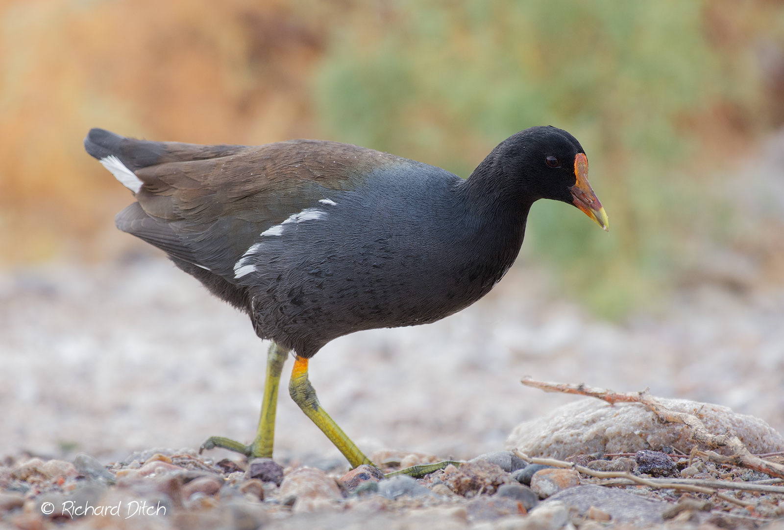 Common Gallinule