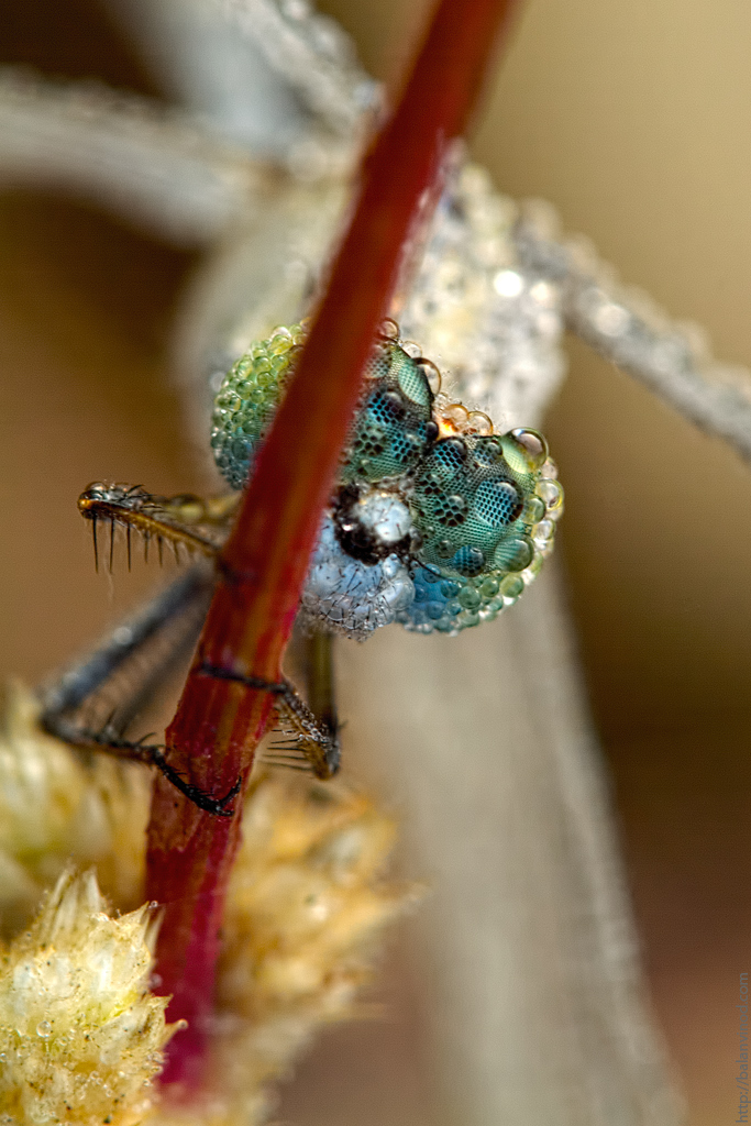 Dew on the Eyes