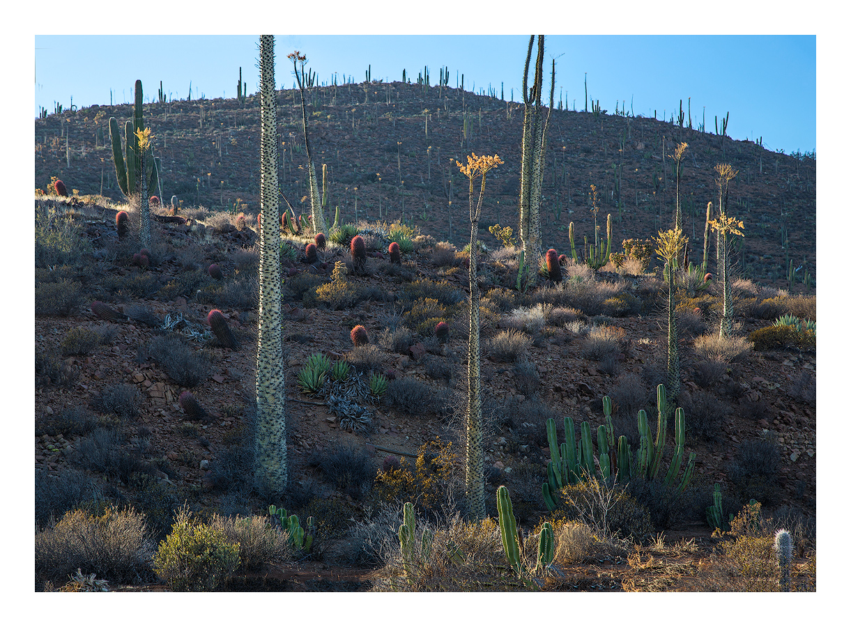 Desert Morning