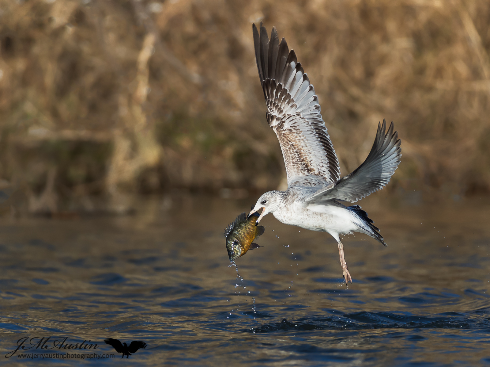 Big Catch