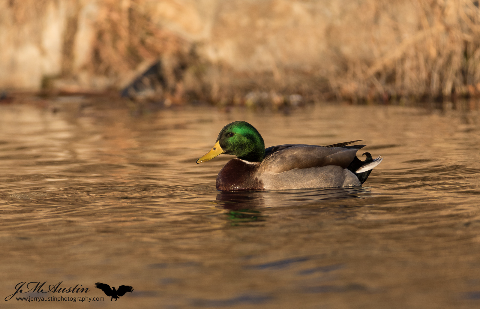 Sweet Light Mallard