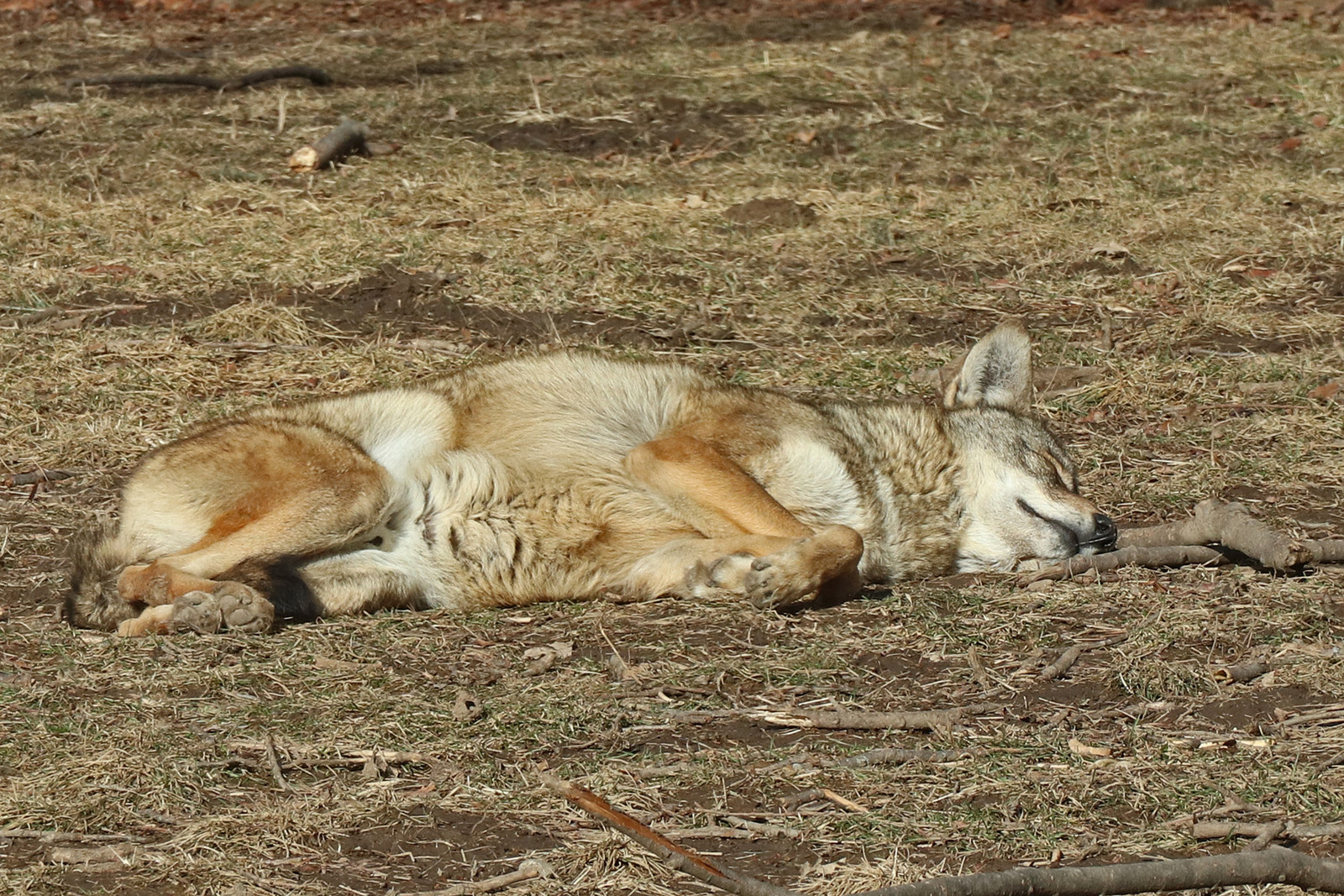 Wolf+sun=ZZZZ
