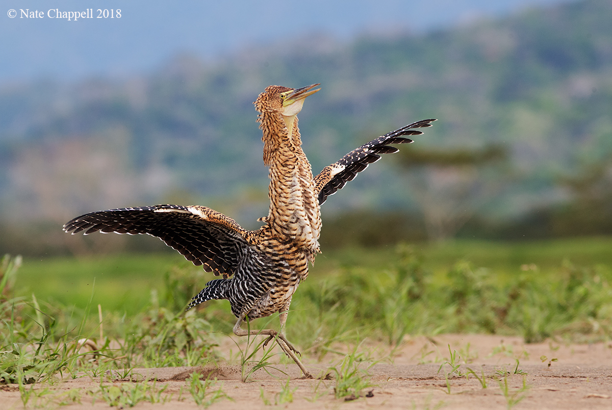 Bare-throated TigerHeron