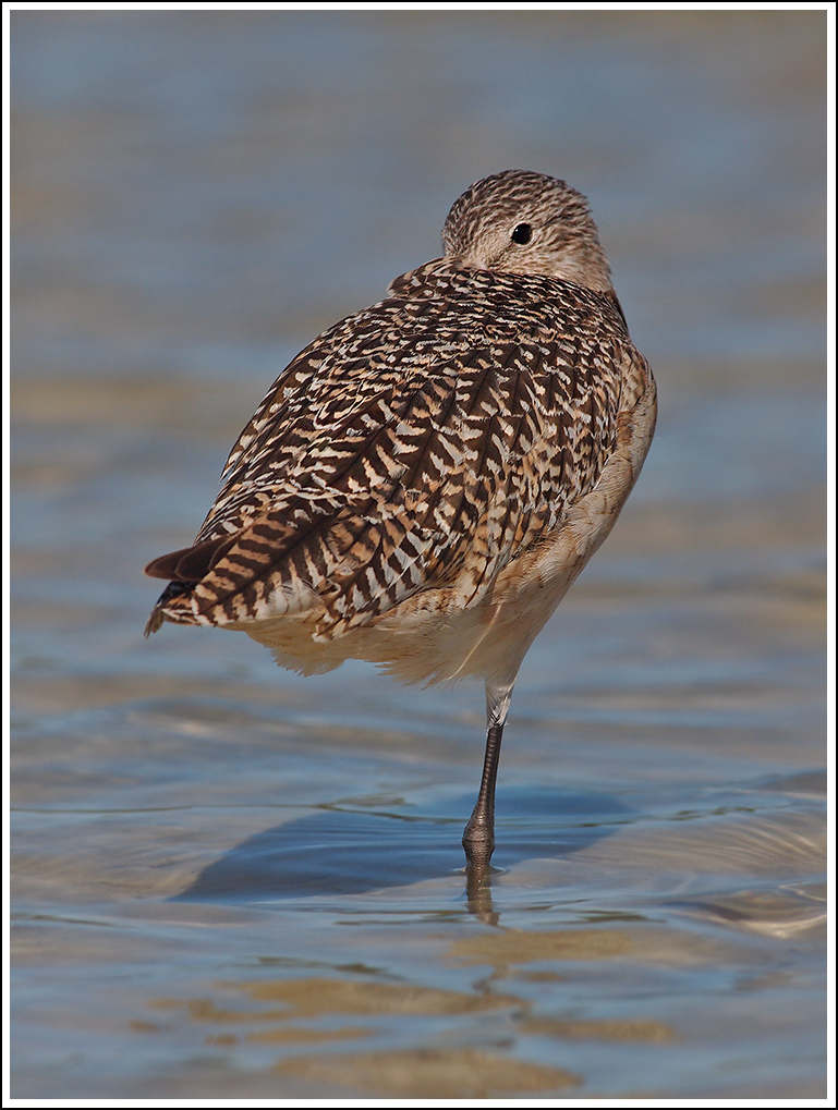 Another Marbled Godwit