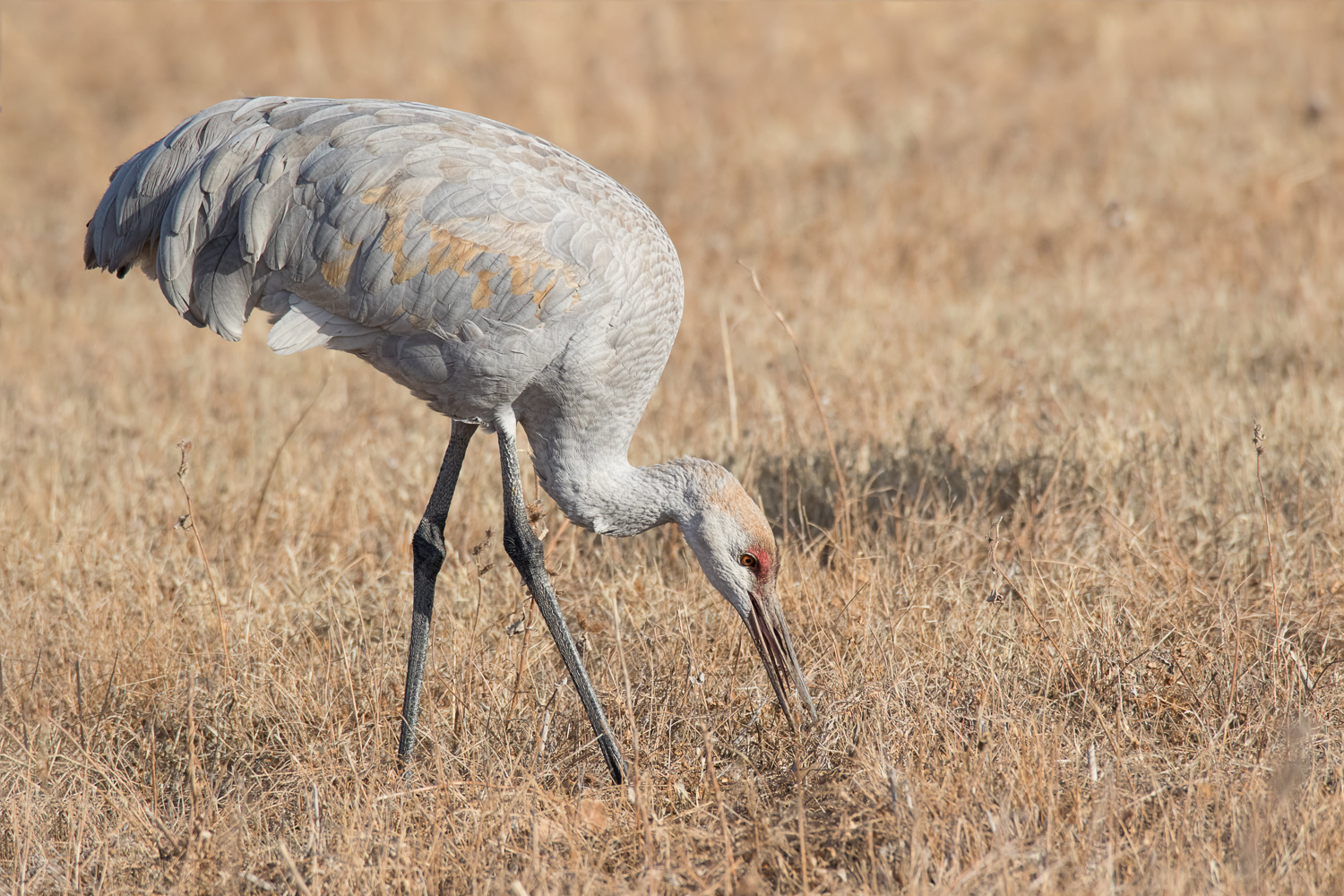 Sandhill Crane & RP
