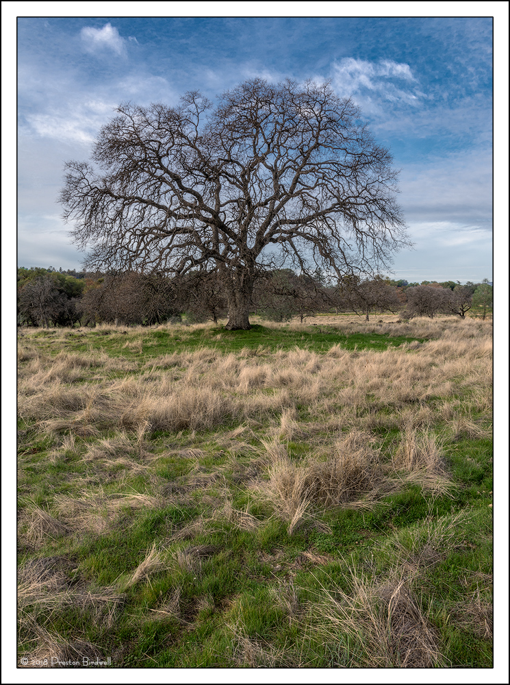Winter Oak + 3 BW