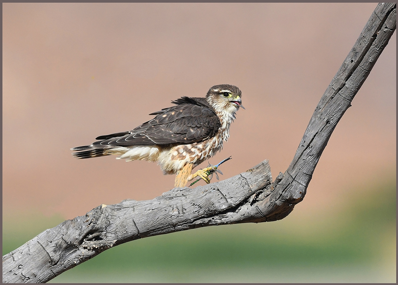 Merlin with Dragonflies