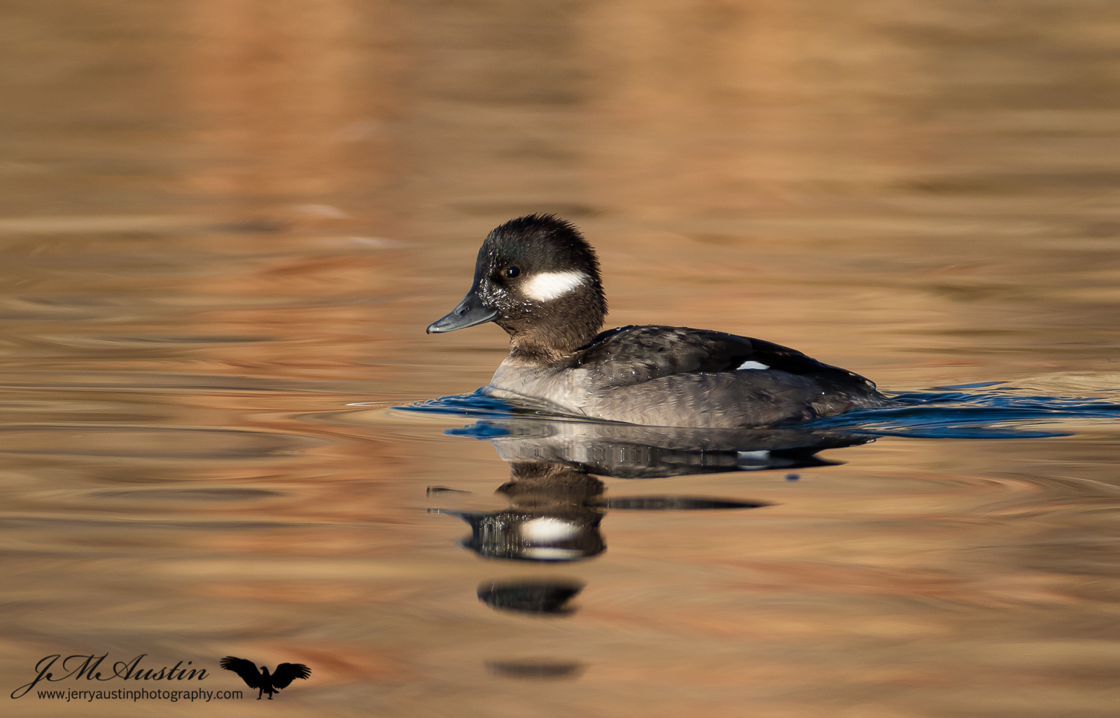 Bufflehead Lady