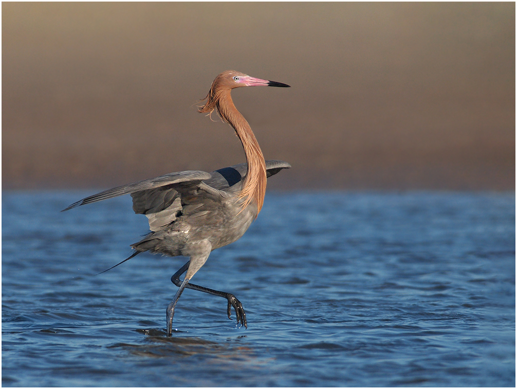 Reddish Egret Dancing