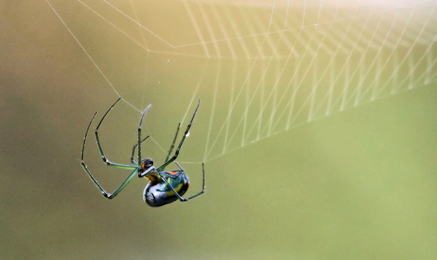 Orchard spider at work