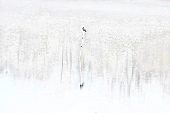 Kingfisher on perch