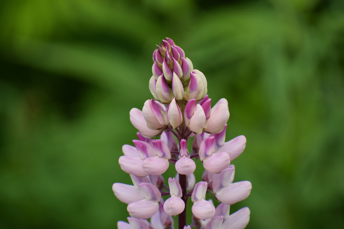 Lupine Top + Repost