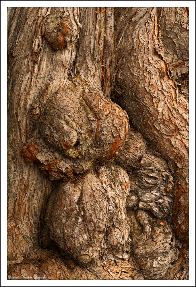 Burlz 2