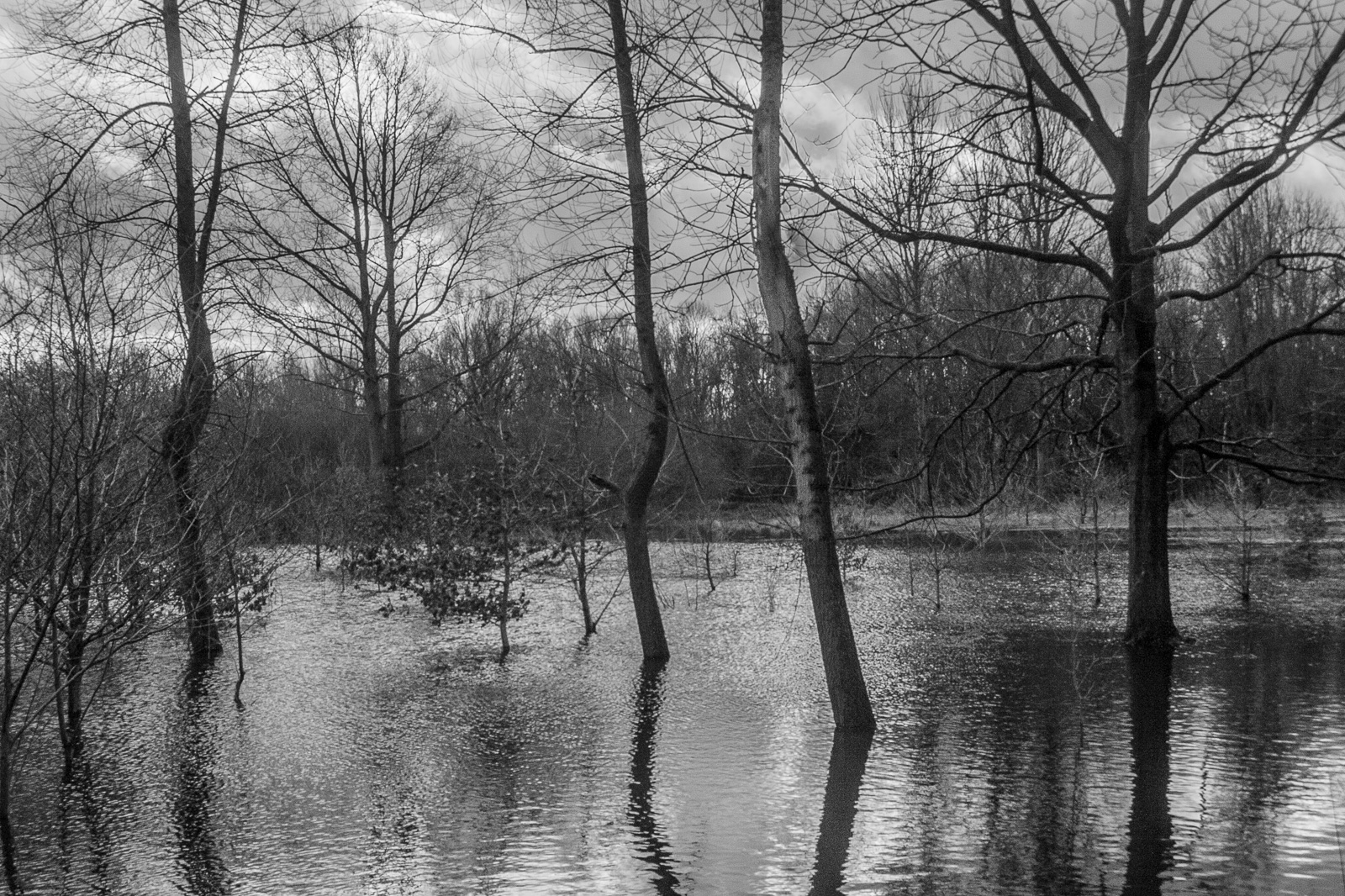 After the Rains WC#823 + vers