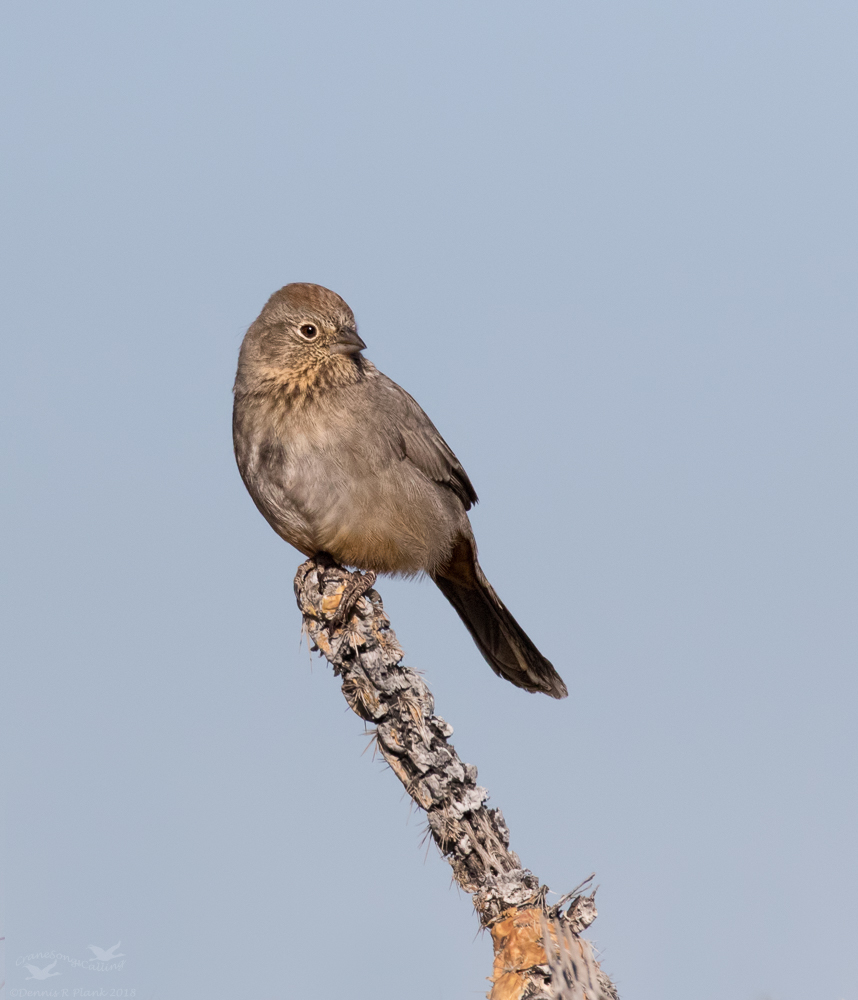 Canyon Towhee