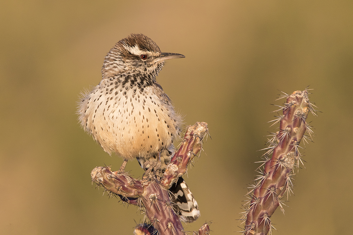 Cactus Wren