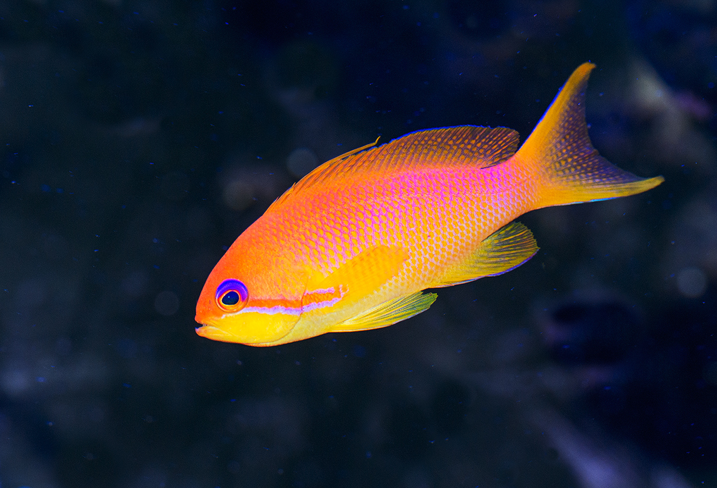 Lyretail Anthias