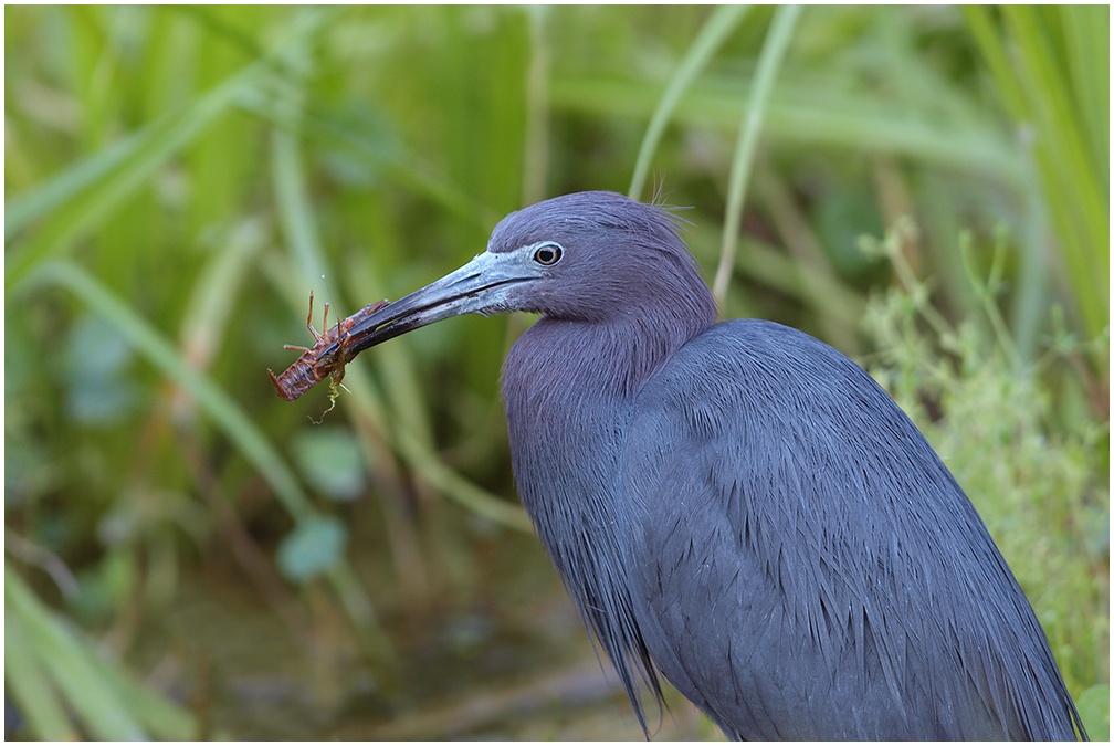 Little Blue & Breakfast